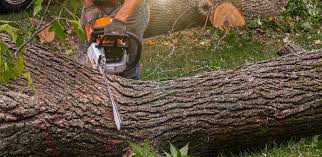 Reliable China Spring, TX Tree Removal Services Solutions