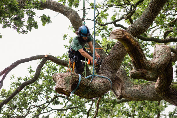 Best Tree Risk Assessment  in China Spring, TX