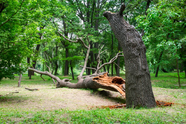 Best Leaf Removal  in China Spring, TX