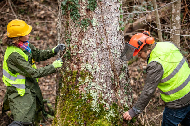 Best Tree Disease Treatment  in China Spring, TX