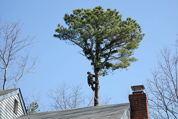 Best Tree and Shrub Care  in China Spring, TX