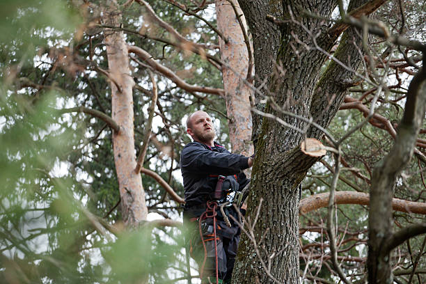 How Our Tree Care Process Works  in  China Spring, TX